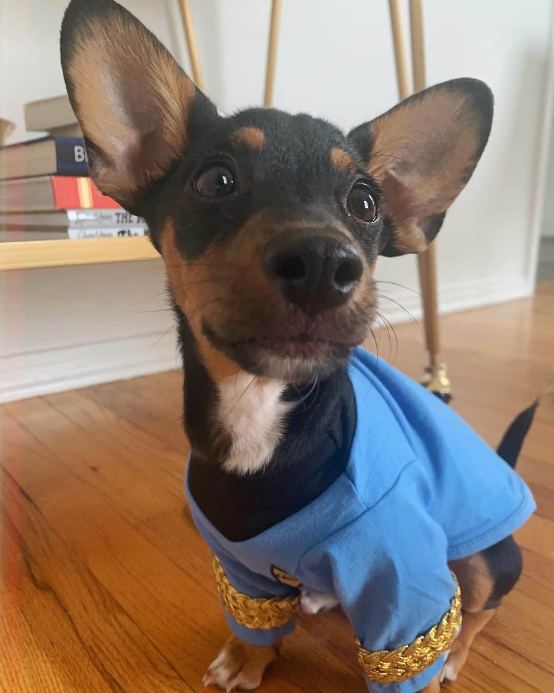 キャシー・ケリーのインスタグラム：「2019 me: if i get a dog there’s no way i’m EVER dressing it up in outfits  2020 me: my puppy in a Spock halloween costume is the only thing that makes me happy  happy spooky szn from me and my half dachshund half vulcan 🖖🏼🎃」
