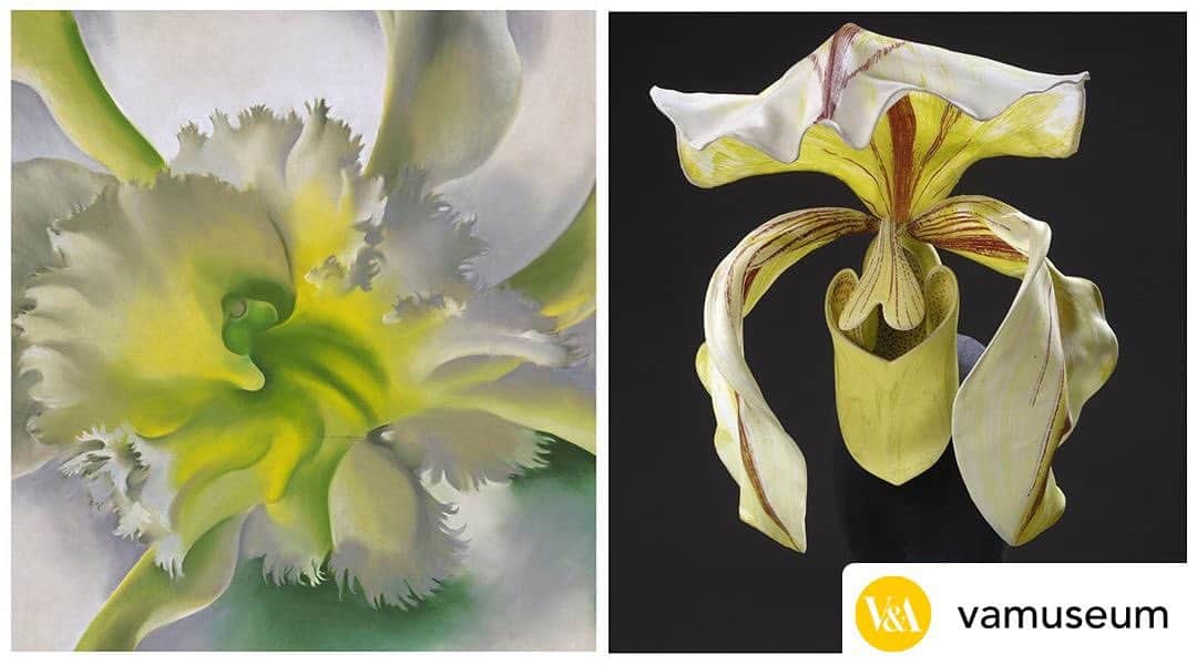 のインスタグラム：「#repost @vamuseum  Two delicate orchids, one in silks and the other in pastels. On the left is American artist Georgia O'Keefe's 'An Orchid', a sensual, close-up of the flower held in the @themuseumofmodernart’s collection.   On the right is from our collection and is by everyone's favourite milliner, Philip Treacy. His intricate and flamboyant 'orchid' hat was inspired by a visit to the Singapore National Orchid Gardens.  Have you seen our IG Story battle? Head to our Story for a laugh.  👒 Philip Treacy, Hat, 2011 © Victoria and Albert Museum, London 🌸 Georgia O'Keeffe. An Orchid. 1941. © 2020 The Museum of Modern Art / Artists Rights Society (ARS), New York」