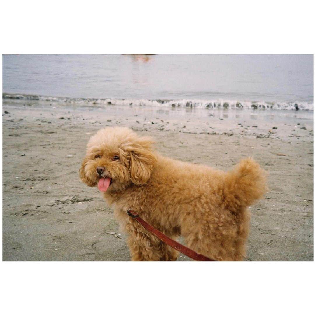 のインスタグラム：「9歳にしてはじめて海に行った犬﻿ ﻿ ﻿ 📷MINOLTA Capios115s 🎞Kodak colorplus 200﻿ ﻿ #camera#filmcamera#filmphotography#film#pentax#MINOLTACapios115s#Kodakcolorplus200#フィルムカメラ#フィルム#ogumomofilm」