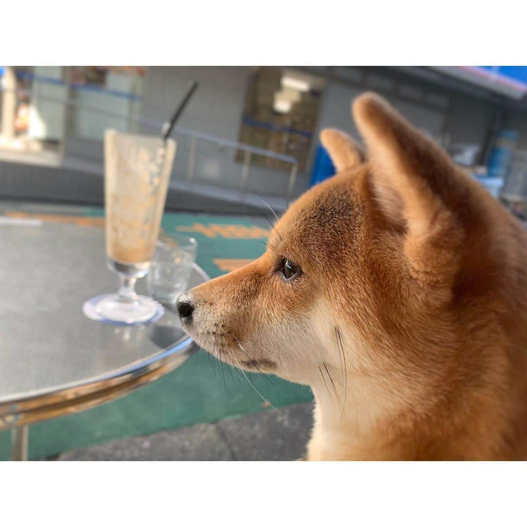 VANRIさんのインスタグラム写真 - (VANRIInstagram)「* テラス席がちょうど良い季節ですね〜☕️ #時差投稿  #豆柴 #柴犬 #日本犬 #しばすたぐらむ #coffeehousenishiya #hotdog #espressobananashake  #mycoffeemystyle_chn  松さん @kenta_c.h.n 憩の時間をいつも ありがとうございました、お疲れ様でした😢✨」10月7日 13時26分 - vanri0121