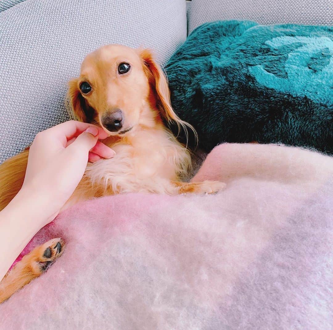 ゆうたむさんのインスタグラム写真 - (ゆうたむInstagram)「💓💓💓 . . . 今日も美人✨ . . . . #ゆうたむの犬🐶  #のんちゃん #美人 #いぬすたぐらむ  #dogstagram  #ミニチュアダックスフンド」10月7日 13時51分 - yuutamu_non