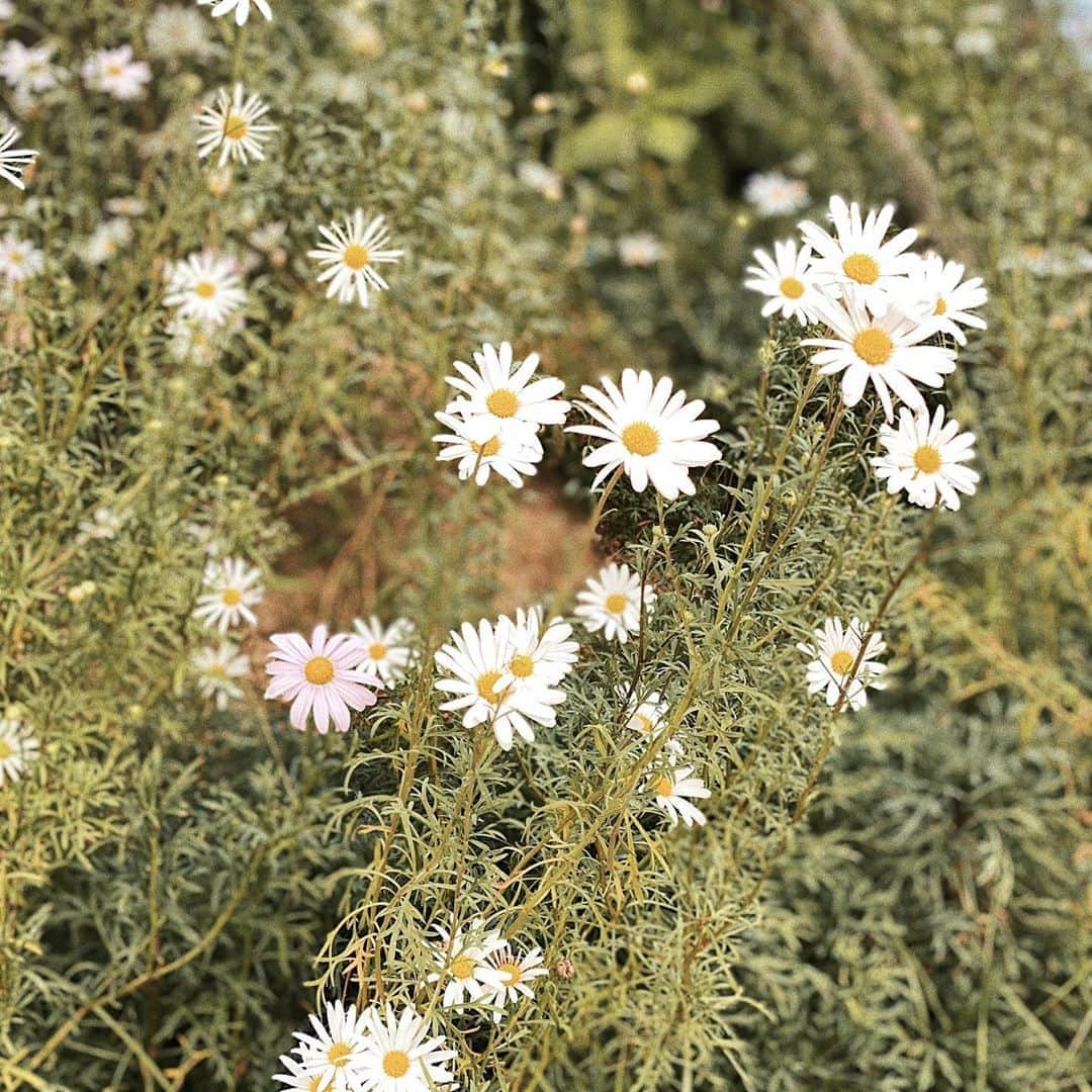 キム・ジュニさんのインスタグラム写真 - (キム・ジュニInstagram)「길가에 핀 데이지가 너무 예뻐요🤍 이제 진짜 가을냄새가 물씬: 곧 겨울이 오겠죠 점프수트 꺼내입기 딱 좋은 날씨! 너에게로점프수트 잘입고 계시죠?☺️  ▪️오늘 체크셔켓 1차분은 곧 마감될거 같아요 빨리 서둘러주시기 부탁드려요🙏🏻  ▪️푸룬구미젤리는 내일 오후 1시에 마감됩니다!  에바주니/어버브와 함께 행복한 하루가 되셨으면🙏🏻 늘 감사한 마음 잊지 않고 있어요.  감사하고 사랑합니다🤍🌿」10月7日 14時01分 - evajunie