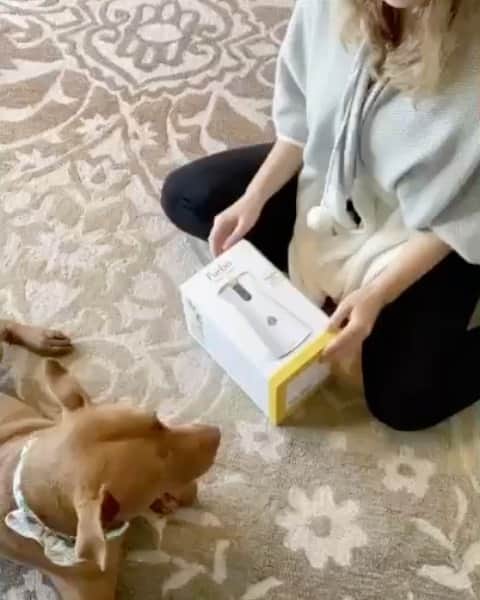DogsOf Instagramのインスタグラム：「#ad “My new friend Furbo is great!  Now that Mum is back to work she can use Furbo to work on training, toss me treats, get barking alerts, and chat wif me.  Its like she is home wif me all the time, Head over to @furbodogcamera to sign up to save big, and see what else #Furbo can do! #FurboTreatTime #tatumtalks" writes @hi.this.is.tatum  #dogsofinstagram」