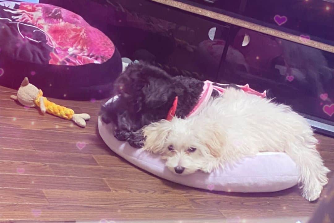 りこぴのインスタグラム：「🐕💞」