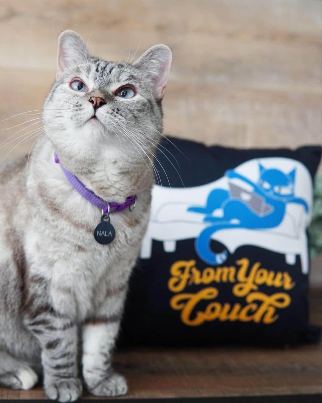 nala_catさんのインスタグラム写真 - (nala_catInstagram)「Will you be joining me at CatCon From Your Couch this weekend? $5 of every ticket goes to help cats in need - so you can come to CatCon, hang with us, AND help cats - all at the same time 😻   I’m part of a special seminar on Saturday at 11am PST with not one but 8 other cats talking about our lives’. Once this airs, it’s available to watch and rewatch until Monday at 11pm PST - and then it’s gone! See you there!」10月7日 6時06分 - nala_cat