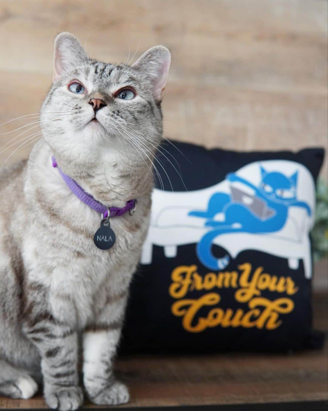 nala_catさんのインスタグラム写真 - (nala_catInstagram)「Will you be joining me at CatCon From Your Couch this weekend? $5 of every ticket goes to help cats in need - so you can come to CatCon, hang with us, AND help cats - all at the same time 😻   I’m part of a special seminar on Saturday at 11am PST with not one but 8 other cats talking about our lives’. Once this airs, it’s available to watch and rewatch until Monday at 11pm PST - and then it’s gone! See you there!」10月7日 6時06分 - nala_cat