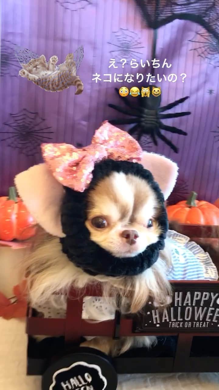 kayoのインスタグラム：「らいちんはネコになりたいのかー😂😸💕 * #ネコ系チワワ#チワワ#チワワ大好き#チワワのいる暮らし#chihuahua#chihuahualove#dog#instadog * *」