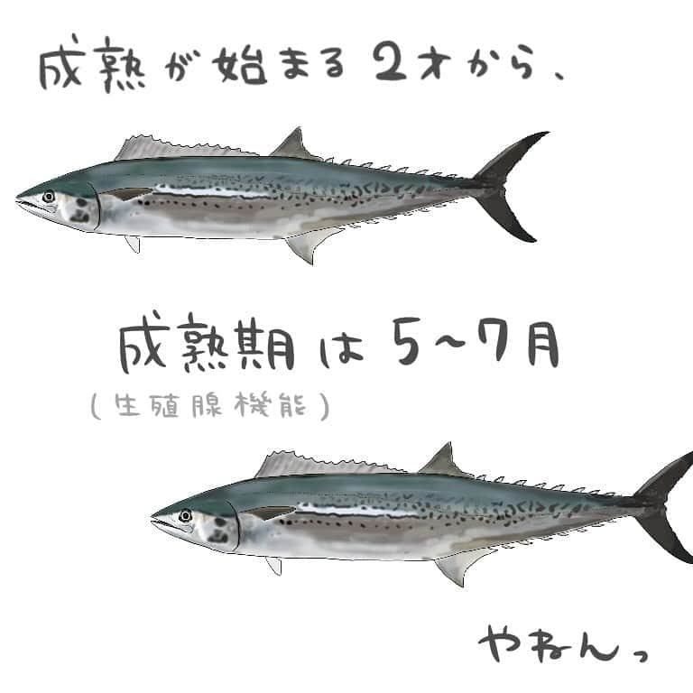 高本采実さんのインスタグラム写真 - (高本采実Instagram)「🐟 4コマ水産学「サワラ」  出世魚（サゴシ→サワラ）としても 名が知られているサワラ🐟  実は結構雌雄差があったりして...🤭💭  ◆1才まで 雌雄差は特になく、成長速度もほぼ同じです  ◆1才から メスの方が成長速度が速くなり、 雄雌でサイズ差が変わってきます。  ◆2才まで 成長期(体長・体重など)は6〜10月頃です。  ◆2才から 成熟が始まります。 成熟期(生殖腺機能など)は5〜7月です。  ◆寿命 メスの方が2才程長生きするようです。 大体の寿命 ♂：4〜6才 ♀：6〜8才  メスの方がサイズが大きく、 長生きするサワラでしたっ🐟 . . . #4コマ水産学 #サワラ #鰆 #サゴシ #ジギング #さわら #海釣り #魚の豆知識 #なるほど水産学 #ナルホド水産学 #水産学 #豆知識 #生態 #魚好き  #水族館好き  #イラスト #魚イラスト #いらすとぐらむ  #釣り #釣り好き #釣りガール #アングラー #angler #fishinggirl #钓鱼 #魚と釣りと時々料理 #さかなのきもち #高本采実 #あやみん  #ayamistagram」10月7日 7時24分 - ayami__summer