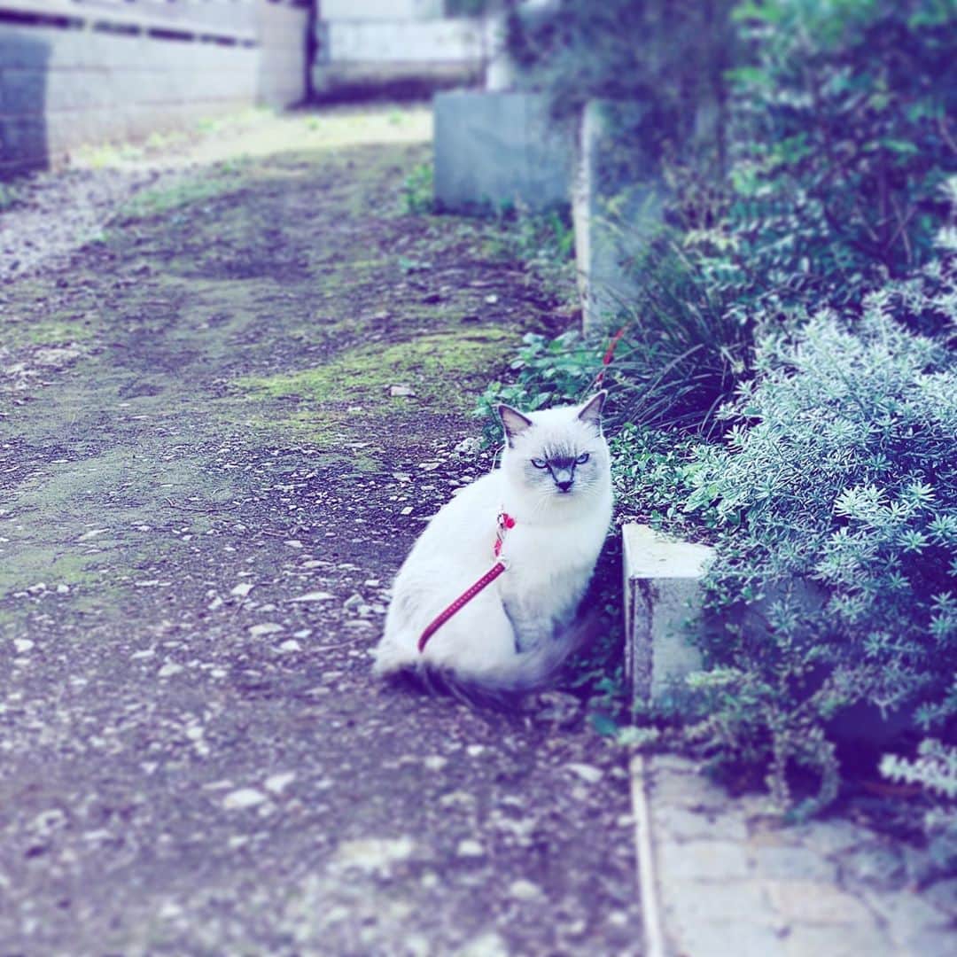 中野敬久さんのインスタグラム写真 - (中野敬久Instagram)「#cat #neighborhood #hope #neko #osoto」10月7日 7時30分 - hirohisanakano