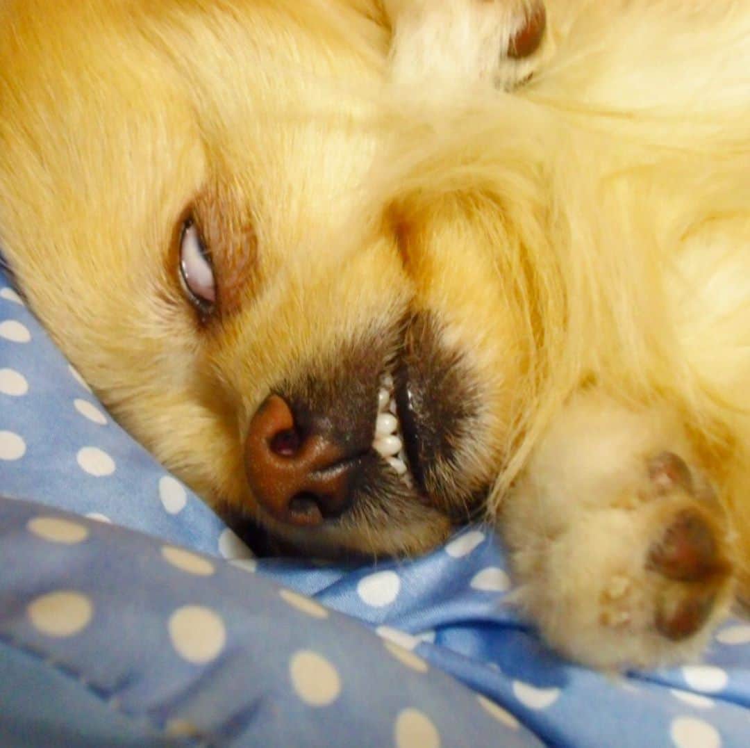 Hanaさんのインスタグラム写真 - (HanaInstagram)「おはよぉ〜！！ 朝だよぉ〜！！ 起きてぇええ！！ * 朝からザワつく寝顔😪💤 * * ブログ更新しました♪ http://kedamakyoudai.blog.jp/ #Pomeranian#pom#pompom#pomstagram#pets#dogs#doglover#dogsofinstagram#dogstagram#Japan#Kawaii#fluffydog#ポメラニアン#犬#いぬら部#pecoいぬ部#포메라니안#もふもふ#ふわもこ部#cute#cutedog#funny#funnydog#いぬのきもち#犬と猫#ライブドアインスタブロガー」10月7日 7時46分 - mofu2family