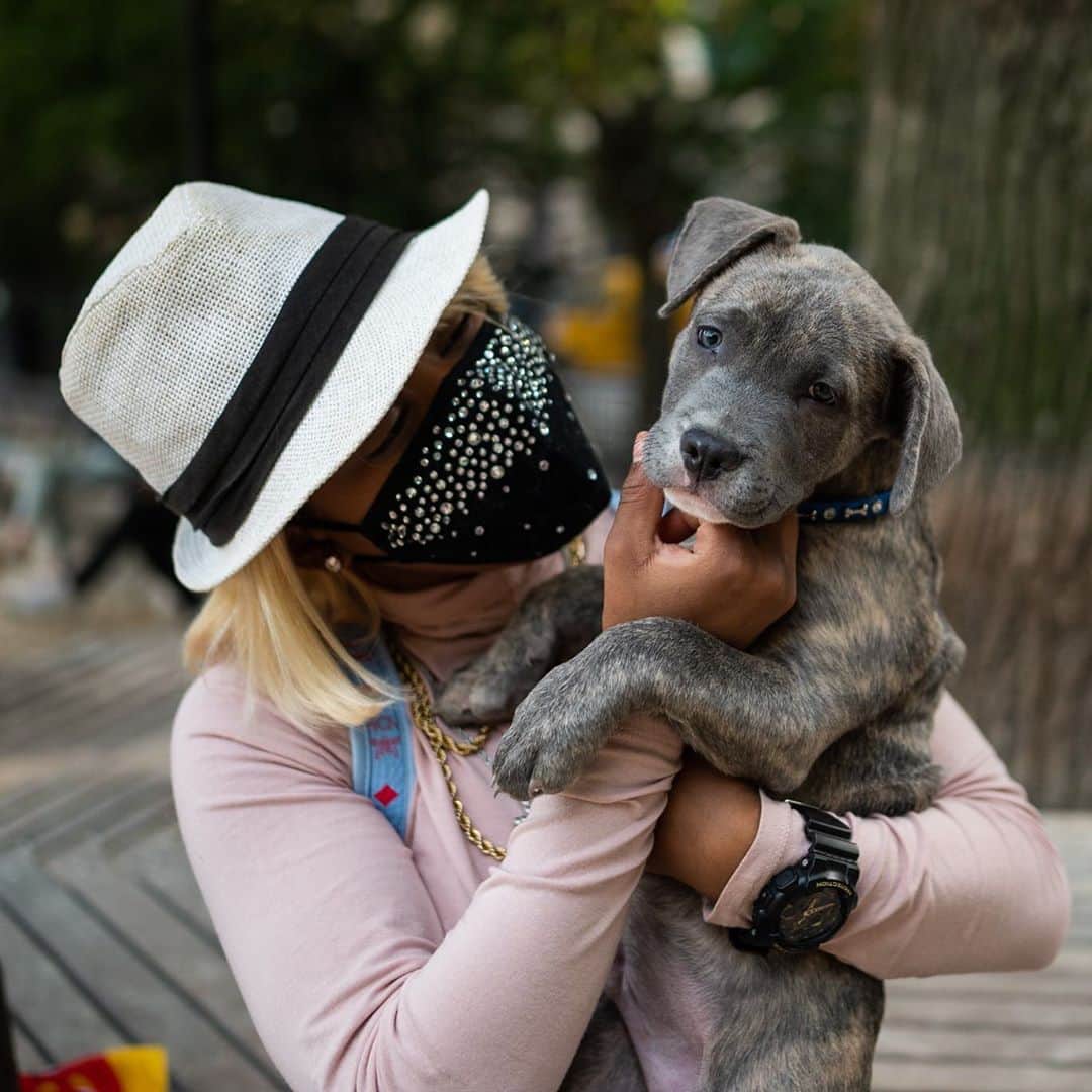 The Dogistさんのインスタグラム写真 - (The DogistInstagram)「Trishtan, Pit Bull/Husky mix (10 w/o), Washington Square Park, New York, NY • “He licks us after the shower. Attacks your feet.” @trishtans_life」10月7日 7時55分 - thedogist