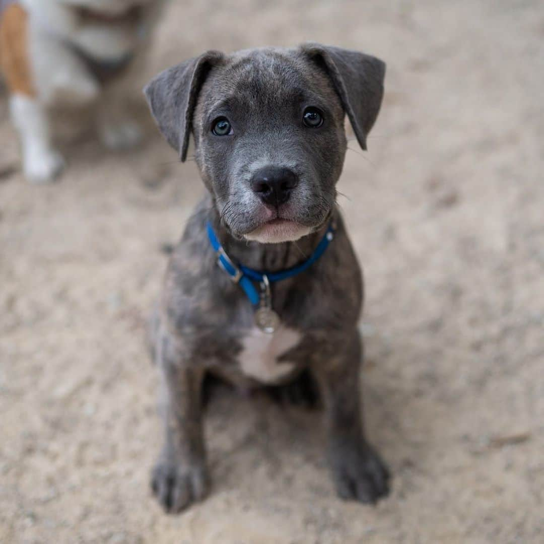 The Dogistさんのインスタグラム写真 - (The DogistInstagram)「Trishtan, Pit Bull/Husky mix (10 w/o), Washington Square Park, New York, NY • “He licks us after the shower. Attacks your feet.” @trishtans_life」10月7日 7時55分 - thedogist