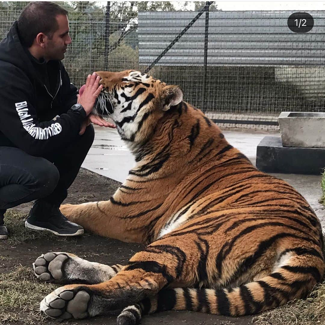 Black Jaguar-White Tiger さんのインスタグラム写真 - (Black Jaguar-White Tiger Instagram)「The first pic is one of my favorites of all time :) #TheNightmaresBJWT #SaveTigers」10月7日 8時08分 - blackjaguarwhitetiger