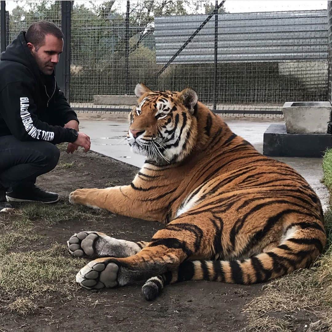 Black Jaguar-White Tiger さんのインスタグラム写真 - (Black Jaguar-White Tiger Instagram)「The first pic is one of my favorites of all time :) #TheNightmaresBJWT #SaveTigers」10月7日 8時08分 - blackjaguarwhitetiger