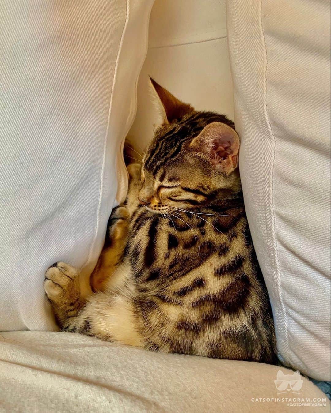 Cats of Instagramさんのインスタグラム写真 - (Cats of InstagramInstagram)「From @ivy.the.bengal: “soft kitty, warm kitty, little ball of fur“ #twitterweek #catsofinstagram」10月7日 8時15分 - cats_of_instagram