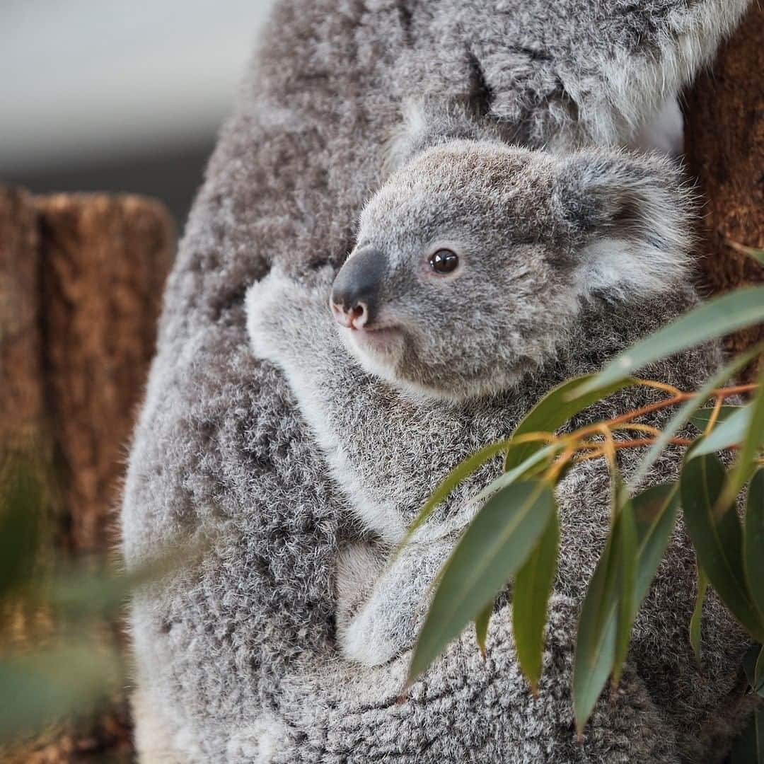 タロンガ動物園のインスタグラム