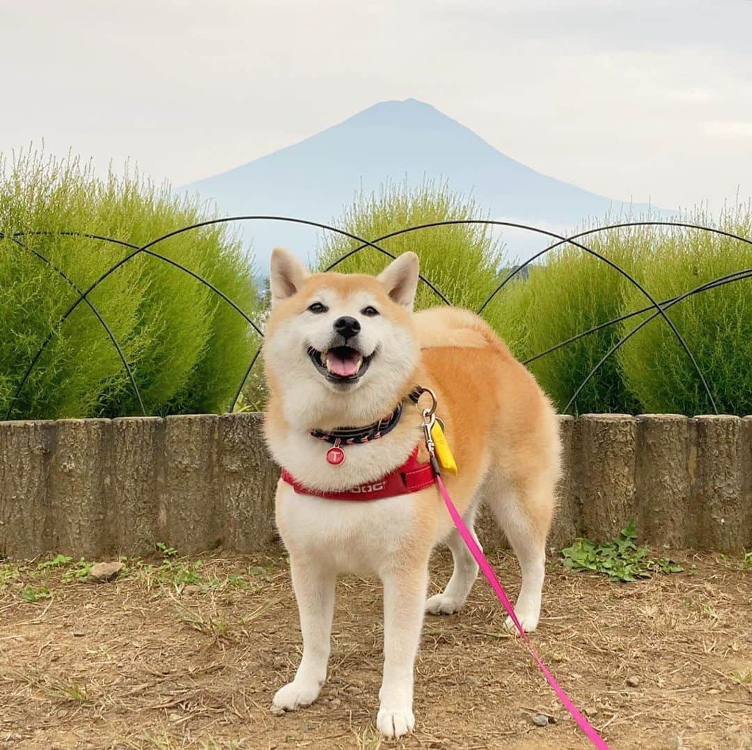 てんパパさんのインスタグラム写真 - (てんパパInstagram)「富士山見えると嬉しい。 #富士山あるある　#世界遺産と天然記念物　#MtFuji」10月7日 8時30分 - tenchan.shiba