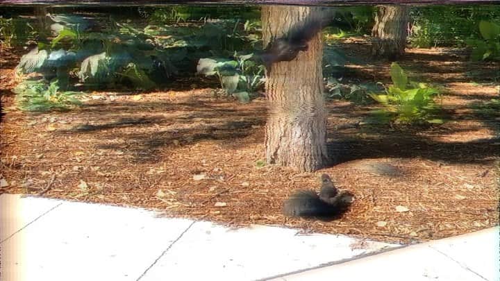 サイモンとマルティナのインスタグラム：「The majestic Canadian squirrel, they reside literally everywhere and spend all their time hoarding nuts or jumping merrily across the grass. As a driver, they are an adorable ball of stress...always darting out indecisively just as you approach them in a car, having you scream, “ make up your mind squirrel!!!” as you slam on the breaks attempting to dodge tragedy.  What’s your adorable yet stressful local creature?」