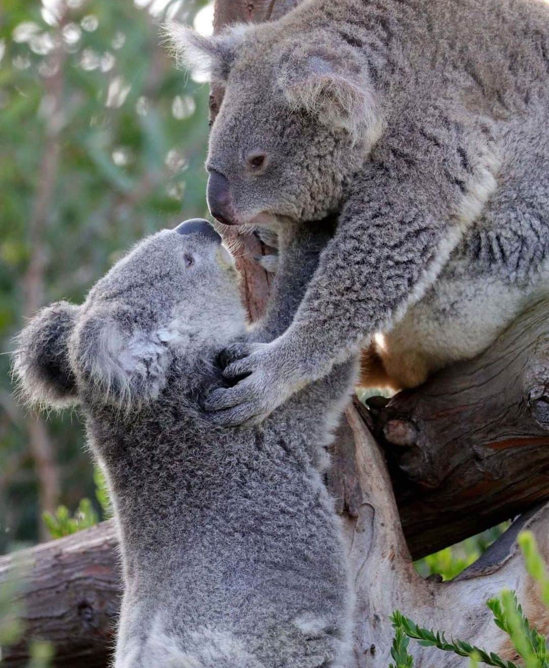 San Diego Zooのインスタグラム