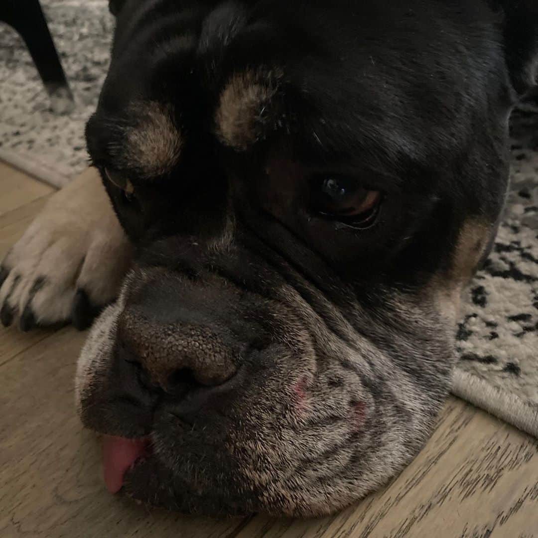 Charlotte Stokelyさんのインスタグラム写真 - (Charlotte StokelyInstagram)「This photo was taken mere moments before Tyson decided to jump on me, lick my face, slobber in my hair, resulting in my red lipstick all over his face and in my blond hair 😂😂😂 #oldenglishbulldogmom #thanksbud #slobber #slobbereverywhere #halp」10月7日 9時41分 - charlottestokely