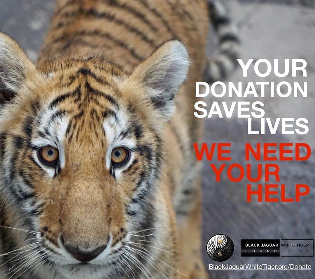 Black Jaguar-White Tiger さんのインスタグラム写真 - (Black Jaguar-White Tiger Instagram)「Active link to donate on our bio or at www.BlackJaguarWhiteTiger.org/Donate」10月7日 9時41分 - blackjaguarwhitetiger