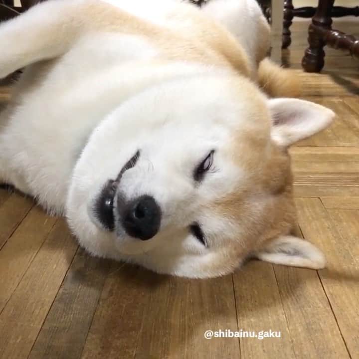のインスタグラム：「久しぶりに出ました〰️😅🤣😂 *  岳の白眼〜〜〜👀 *  岳にい、お疲れちゃん✋ 🐾----*----*----*----🐾 He came after a long time !! ︎ Gaku's roll one's eyes back👀 🐾----*----*----*----🐾 #柴犬 #岳 #柴犬岳 #柴犬ガク#gaku #shibainugaku #shiba #shibainu #shibastagram #いぬすたぐらむ #dogsofinstagram #catoftheday  #pecoいぬ部 #pecotv #ワンフルエンサー  #Hermoso #weeklyfluff #🐕📷 #dailyfluff #白眼 #お疲れちゃん #20201007」