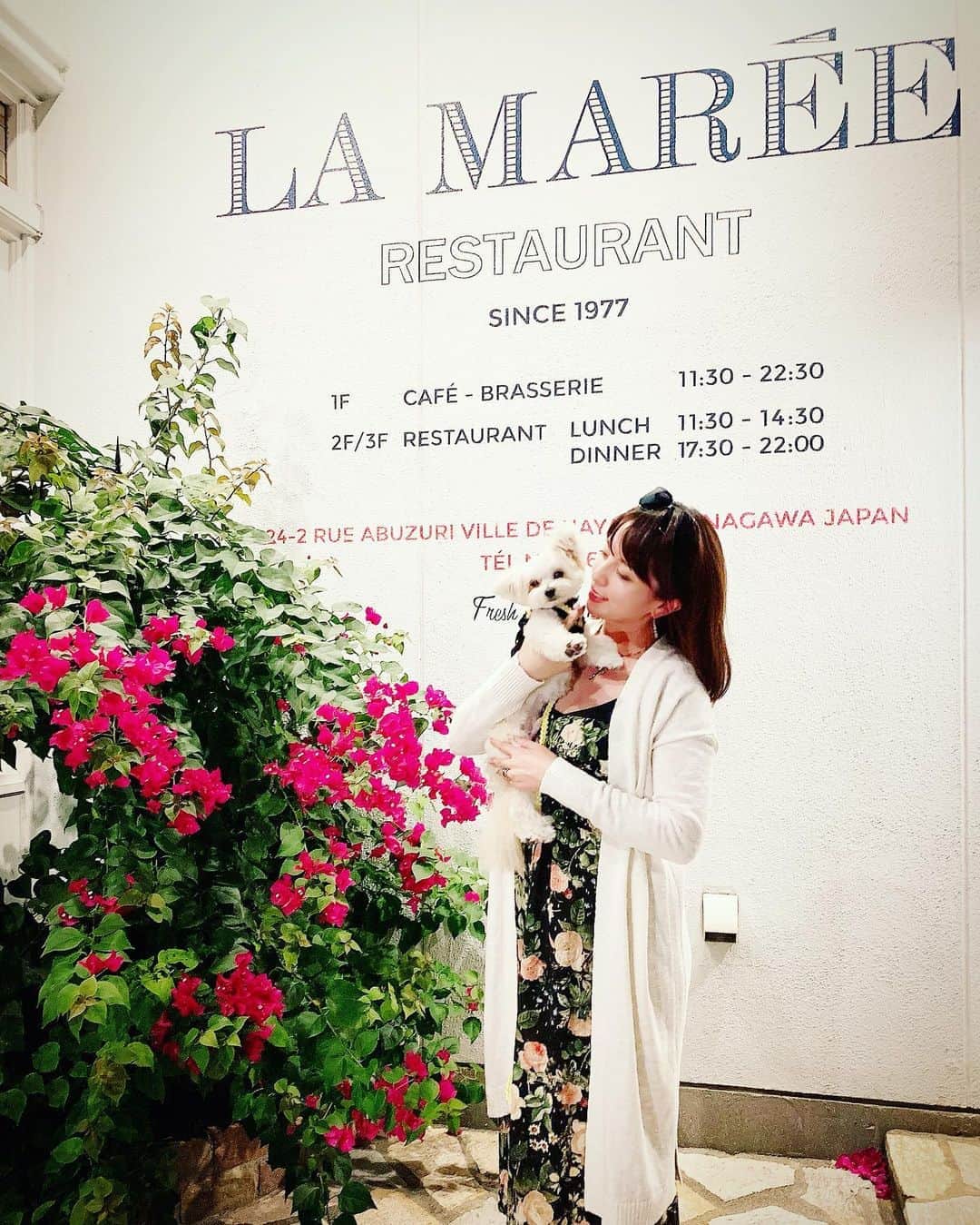 チャン・リーメイさんのインスタグラム写真 - (チャン・リーメイInstagram)「葉山のおいしい生活 パート②🍴 ✴︎ レストラン編。 ✴︎ 遊びに来た甥っ子たちを見送った後は、 ✴︎ 大人の時間☺️✨ ✴︎ 両親と葉山の名店”ラ・マーレ”@restaurant_la_maree へ。 ✴︎ テラス席はわんこOK✨な、とっても素敵なお店なのです。 ✴︎ 前もって予約をしたものの、 ✴︎ 海辺のため、天候は天に祈るのみ✨ ✴︎ 神さまへの願いは通じて、 ✴︎ 当日は美しい夕日の午後に。 ✴︎ 日が暮れた後の、穏やかな波の音を聞きながら、 ✴︎ 海の幸に舌鼓を打たせていただきました💓 ✴︎ テラス席はアラカルトのみですが、 ✴︎ 旬の海の幸（メヒカリのフリット✨美味しかった〜）から、 ✴︎ お店定番のブイヤベースまで🐟✨ ✴︎ ワインを飲みながら楽しませていただきました。 ✴︎ 犬用メニューはありませんが、 ✴︎ わんこ用のお水もご用意いただいて、ボクはグーグー寝てました😴 ✴︎ とてもドッグフレンドリーなお店✨ ✴︎ いつか2階でコースも食べてみたいな〜😎 ✴︎ だって…コースでしか食べれない、 ✴︎ オマール海老のリゾット…🦐 ✴︎ みなさん、食べてみたくありませんか？ ✴︎ 🤤🤤🤤 ✴︎ #ラマーレドチャヤ  #ラマーレ葉山 #lamareedechaya  #restaurantlamaree #葉山グルメ #葉山レストラン #葉山生活 #わんこと入れるお店 #愛犬とおでかけ」10月7日 10時28分 - limeichiang