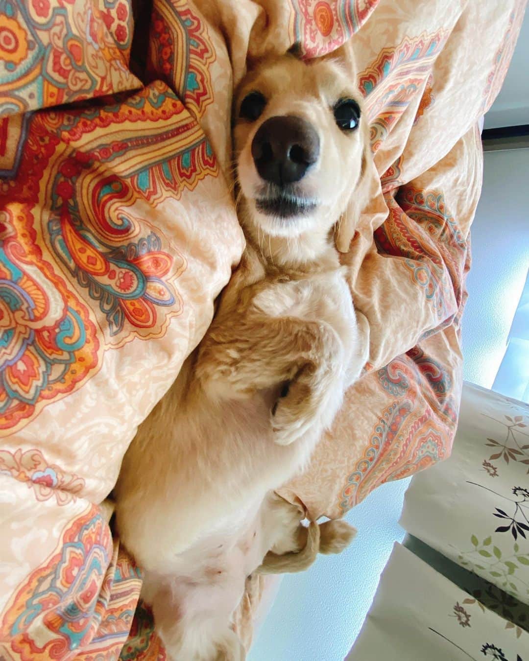 菅長愛子のインスタグラム：「🐶💤💭  🐶愛犬(らぶ♀10歳)ミニチュアダックス  寝起きらぶ🐶💤(毎日一緒に寝てる)  最近、目覚めてすぐにらぶがどこにいるかすぐ確認するのですが、、だいたい私の足元で仰向けです🐶  寝ぼけてるお顔と、おててが本当に愛らしい🐾❤️  台風14号接近していますね。 皆さまくれぐれもお気をつけくださいね☔️  #犬のいる暮らし #ミニチュアダックス #ミニチュアダックスフンド #犬のいる生活 #犬好きな人と繋がりたい #いぬすたぐらむ #いぬのきもち #わんすたぐらむ #わんこのいる生活 #らぶ #🐶 #dogstagram #dog #dogs #doglover #family #love #diet #ダイエット #ダイエット仲間募集」