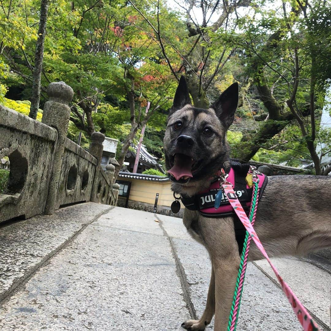 BLADeさんのインスタグラム写真 - (BLADeInstagram)「﻿ 昨日はあご四天王の﻿ エレナさまと﻿ ﻿ 信貴山朝護孫子寺﻿ ﻿ に行ってきました。﻿ ﻿ 本堂以外はわんこ﻿ オッケーだったので﻿ 本堂以外をぶらぶら。﻿ ﻿ 寺とエレナ﻿ 似合う。﻿ ﻿ ﻿ #トリマー #trimmer #グルーマー #instadog #dogstagram  #トリミング  #petgrooming #doggrooming #優しいトリミング ﻿ #元保護犬　#保護犬　#野犬　#元野犬　#稲ちゃん　#稲ちゃん犬　#信貴山朝護孫子寺 #朝護孫子寺 #信貴山」10月7日 10時54分 - yuki_azuma1989