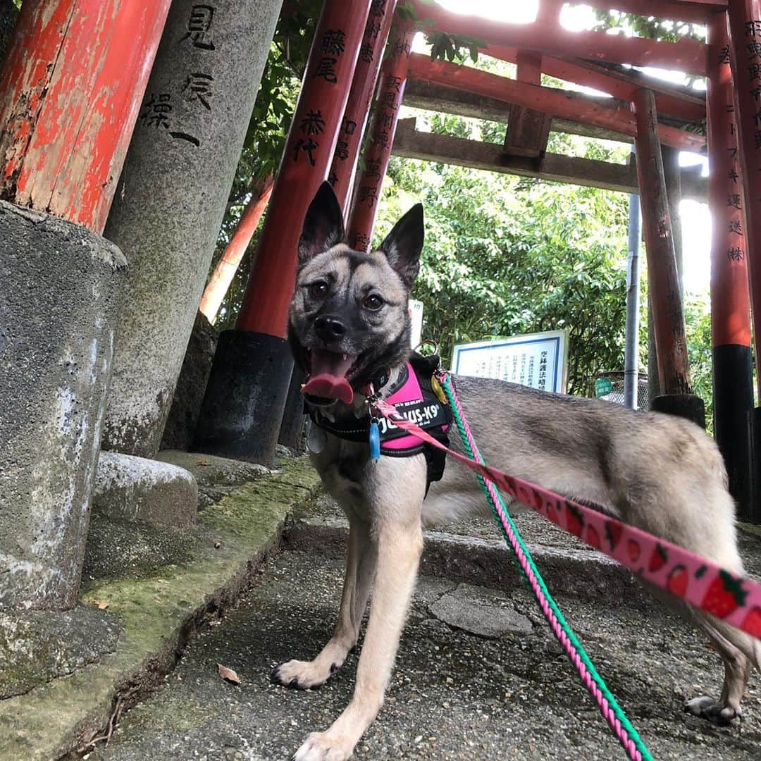 BLADeさんのインスタグラム写真 - (BLADeInstagram)「﻿ 昨日はあご四天王の﻿ エレナさまと﻿ ﻿ 信貴山朝護孫子寺﻿ ﻿ に行ってきました。﻿ ﻿ 本堂以外はわんこ﻿ オッケーだったので﻿ 本堂以外をぶらぶら。﻿ ﻿ 寺とエレナ﻿ 似合う。﻿ ﻿ ﻿ #トリマー #trimmer #グルーマー #instadog #dogstagram  #トリミング  #petgrooming #doggrooming #優しいトリミング ﻿ #元保護犬　#保護犬　#野犬　#元野犬　#稲ちゃん　#稲ちゃん犬　#信貴山朝護孫子寺 #朝護孫子寺 #信貴山」10月7日 10時54分 - yuki_azuma1989