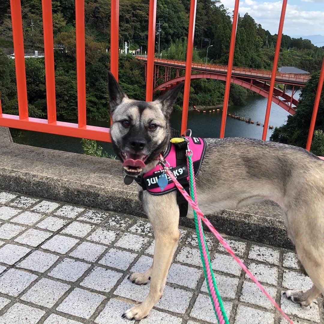BLADeさんのインスタグラム写真 - (BLADeInstagram)「﻿ 昨日はあご四天王の﻿ エレナさまと﻿ ﻿ 信貴山朝護孫子寺﻿ ﻿ に行ってきました。﻿ ﻿ 本堂以外はわんこ﻿ オッケーだったので﻿ 本堂以外をぶらぶら。﻿ ﻿ 寺とエレナ﻿ 似合う。﻿ ﻿ ﻿ #トリマー #trimmer #グルーマー #instadog #dogstagram  #トリミング  #petgrooming #doggrooming #優しいトリミング ﻿ #元保護犬　#保護犬　#野犬　#元野犬　#稲ちゃん　#稲ちゃん犬　#信貴山朝護孫子寺 #朝護孫子寺 #信貴山」10月7日 10時54分 - yuki_azuma1989