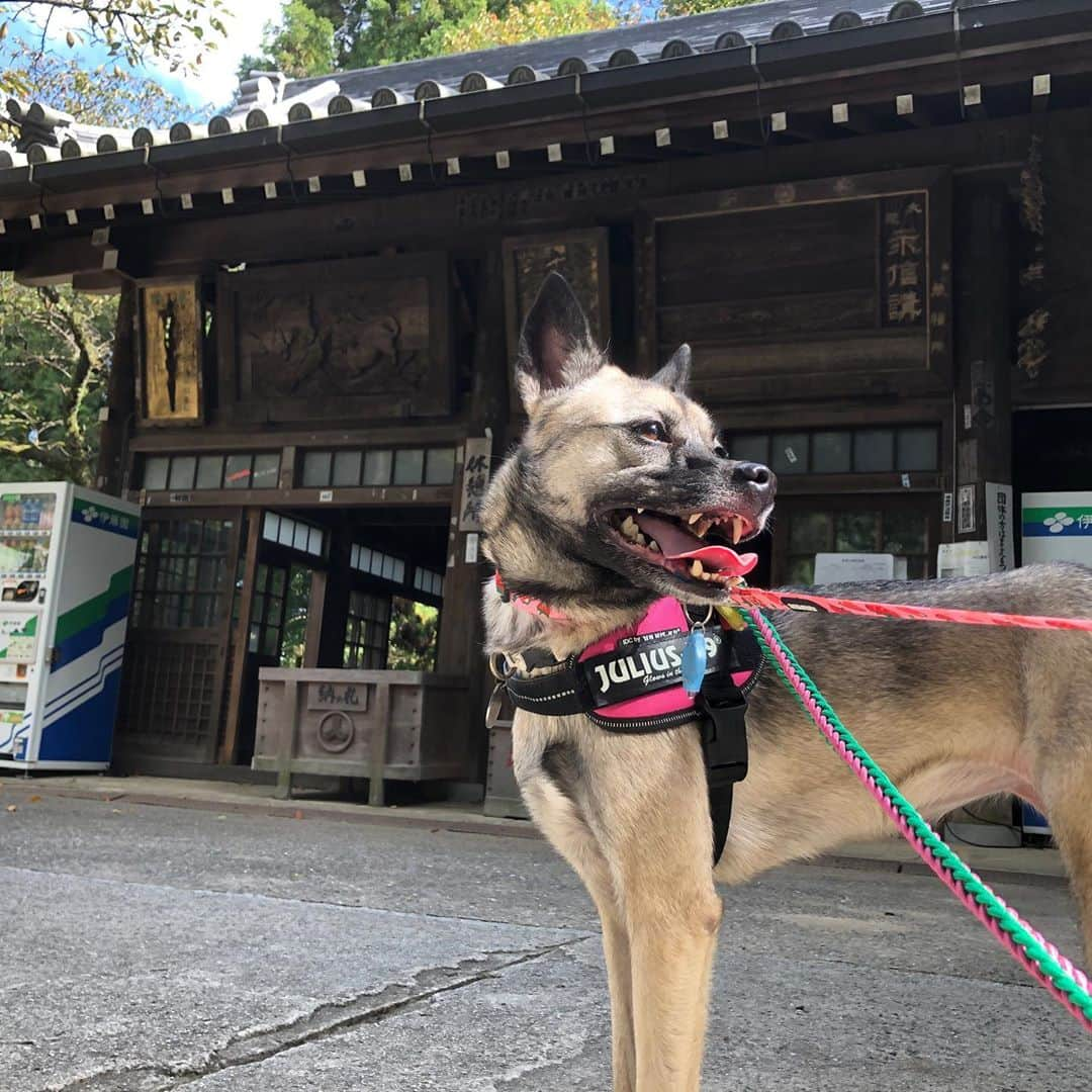 BLADeさんのインスタグラム写真 - (BLADeInstagram)「﻿ 昨日はあご四天王の﻿ エレナさまと﻿ ﻿ 信貴山朝護孫子寺﻿ ﻿ に行ってきました。﻿ ﻿ 本堂以外はわんこ﻿ オッケーだったので﻿ 本堂以外をぶらぶら。﻿ ﻿ 寺とエレナ﻿ 似合う。﻿ ﻿ ﻿ #トリマー #trimmer #グルーマー #instadog #dogstagram  #トリミング  #petgrooming #doggrooming #優しいトリミング ﻿ #元保護犬　#保護犬　#野犬　#元野犬　#稲ちゃん　#稲ちゃん犬　#信貴山朝護孫子寺 #朝護孫子寺 #信貴山」10月7日 10時54分 - yuki_azuma1989