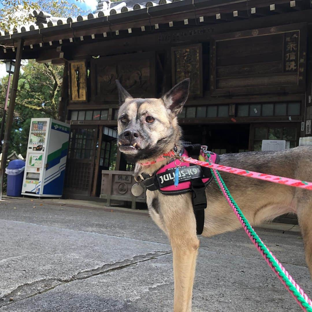 BLADeさんのインスタグラム写真 - (BLADeInstagram)「﻿ 昨日はあご四天王の﻿ エレナさまと﻿ ﻿ 信貴山朝護孫子寺﻿ ﻿ に行ってきました。﻿ ﻿ 本堂以外はわんこ﻿ オッケーだったので﻿ 本堂以外をぶらぶら。﻿ ﻿ 寺とエレナ﻿ 似合う。﻿ ﻿ ﻿ #トリマー #trimmer #グルーマー #instadog #dogstagram  #トリミング  #petgrooming #doggrooming #優しいトリミング ﻿ #元保護犬　#保護犬　#野犬　#元野犬　#稲ちゃん　#稲ちゃん犬　#信貴山朝護孫子寺 #朝護孫子寺 #信貴山」10月7日 10時54分 - yuki_azuma1989