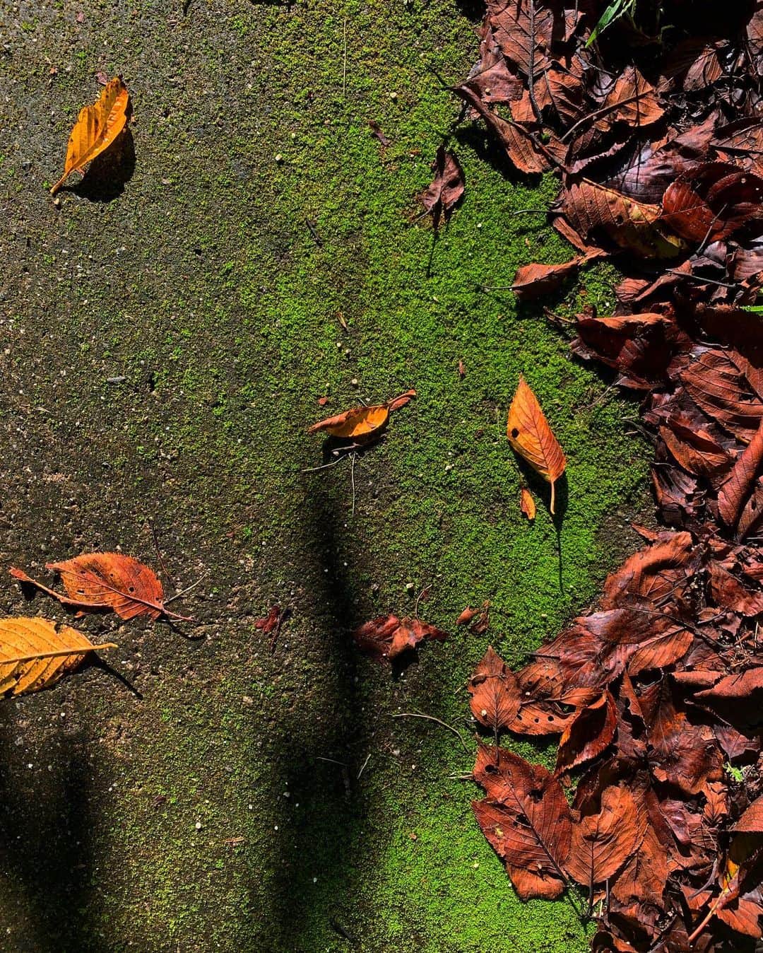 二宮愛さんのインスタグラム写真 - (二宮愛Instagram)「苔色という名が、目の前にあった。 そのまんま。 日本語って綺麗だよね。」10月7日 11時30分 - aininomiya