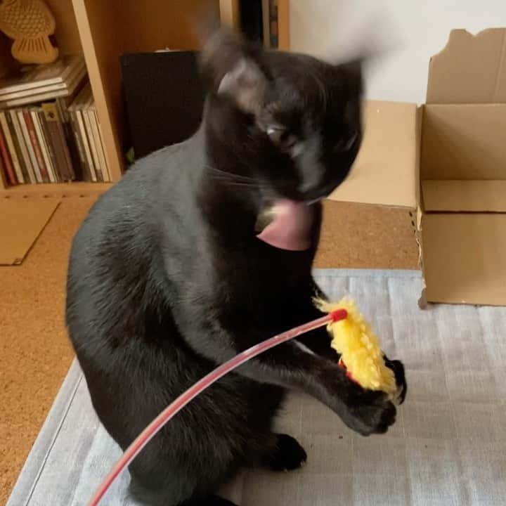 のインスタグラム：「Kuromitu likes to play with it. #cat #kuromitu #catsofinstagram #catsogram #catvideo #mako0mako0 #ねこ　#ねこ動画　#かわいい黒猫　#くろみつくん　#まこまこ　#猫のいる暮らし #猫のいる生活 #猫スタグラム」