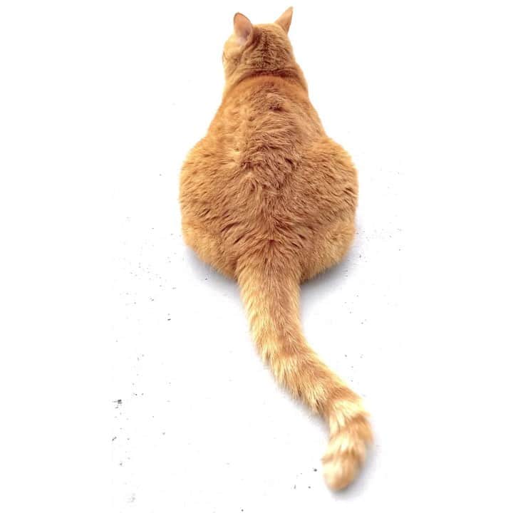 のインスタグラム：「Beat It 🎸⚡️♬  #cat #猫 #尻尾 #tail #beatit」