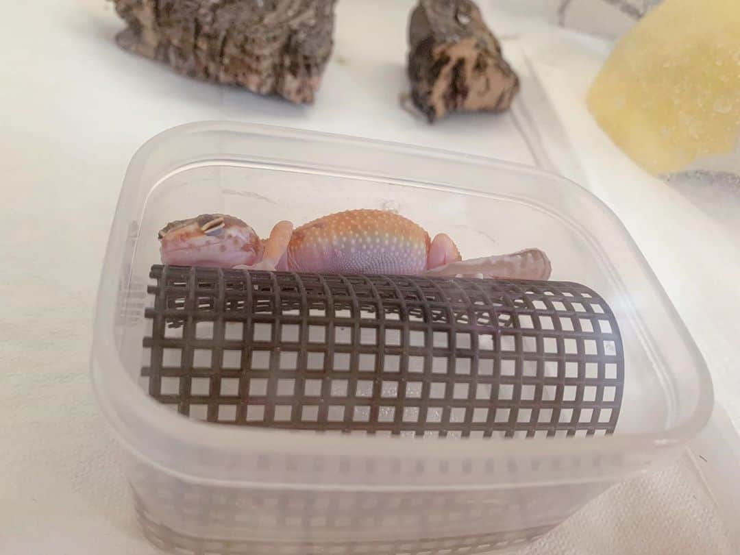 高松雪乃さんのインスタグラム写真 - (高松雪乃Instagram)「こっちのベビーはいつもの定位置で寝てる🤍  #爬虫類　#レオパ　#レオパードゲッコー　#ヒョウモントカゲモドキ　#leopardgecko」10月7日 12時04分 - yukinotakamatsu