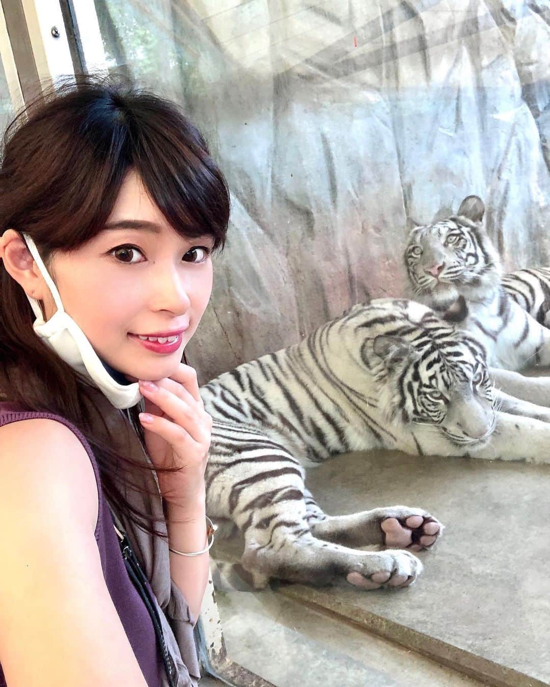 三佐和あやのインスタグラム：「こんにちは！姫センの思い出ポストさせてくださいね😊✨ ・ 猛獣がこんなちかくで見れるなんて…ていうか、わたし おいしそうって 思われてない？😅 ・ 姫セン楽しかったです〜〜！姫センは、ホワイトタイガーが目玉なんですよね👀 こんなにたくさんいるとは、思わなかったので興奮ッッ。。。 ・ ライオンも群れでみたの初めてでしたっ。。。こわいっ！ また行きたいです✨ ・ #姫路 #姫路セントラルパーク #ホワイトタイガー #ライオン #動物 #動物園 #子育て #子育てママ #子育て日記 #ママ #ママ友 #ママリ #遊び #マタニティフォト #マタニティ #マタニティーライフ #ぷんにー #ぷんにーらいふ #マタママ #マタママさんと繋がりたい #2020年11月出産予定 #妊娠 #妊娠報告 #妊娠後期」