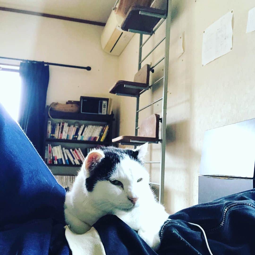 町田康のインスタグラム：「力づくだよ。心の技だよ。腹乗り季節だよ。」