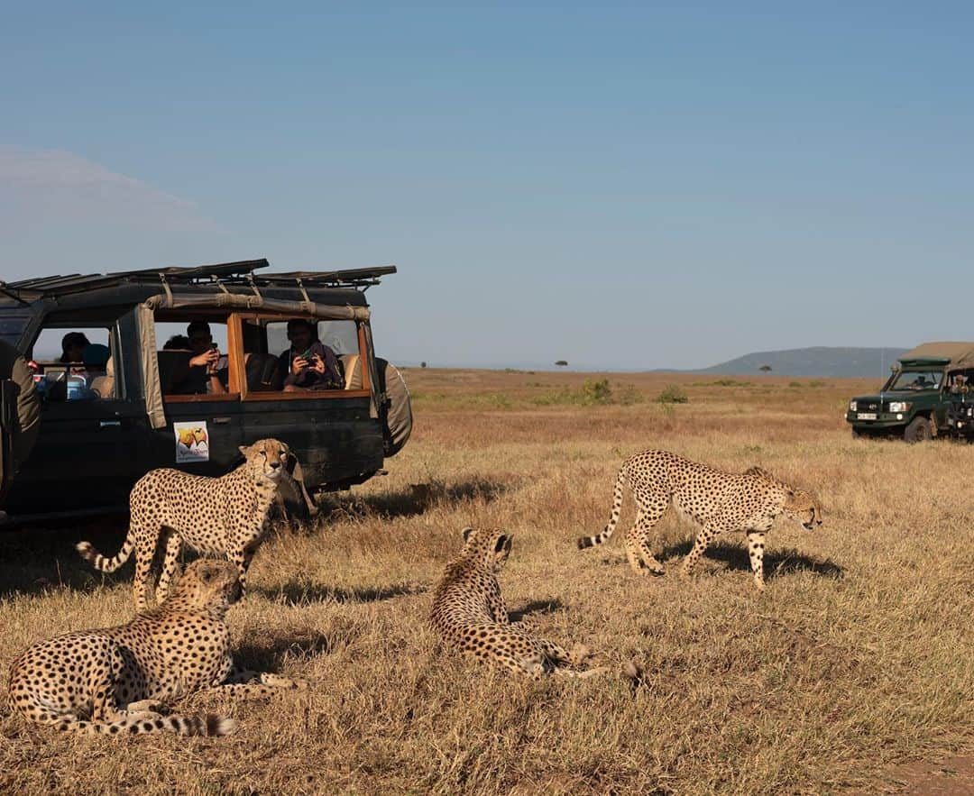 ナショナルジオグラフィックさんのインスタグラム写真 - (ナショナルジオグラフィックInstagram)「Photos by David Chancellor @chancellordavid / As Kenya reopens for tourism after the global COVID lockdown, reserves and community conservancies are receiving record numbers of resident Kenyans. Many of those are experiencing the magnificence of the country’s wildlife for the first time, never before having had either the opportunity or been able to afford to stay in the lodges and camps available to them now. This will hopefully result in an entirely new generation and enthusiasm for the extraordinary landscapes in Kenya. However, this is not resulting in much of an increase in much-needed revenue. It’s estimated that this month only 8 percent of the income usually received from international tourism has been captured from the domestic market. Although we are seeing record numbers of local tourists—which will inevitably put the same pressure on the reserves and the wildlife—it’s vital that we remember that these places continue to need our support now more than ever. It’s hoped that this break has given us, as spectators of nature, the opportunity to reassess our behavior around wildlife. Perhaps it's not always the case, but these cheetah brothers seemed happy to see these vehicles and use them both for shade and cover while watching the annual migration. To see more follow me @chancellordavid. @maraelephantproject #communityconservation #kenya #cheetah #safaritourism #masaimara」10月7日 23時39分 - natgeo