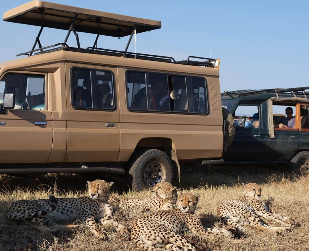 ナショナルジオグラフィックさんのインスタグラム写真 - (ナショナルジオグラフィックInstagram)「Photos by David Chancellor @chancellordavid / As Kenya reopens for tourism after the global COVID lockdown, reserves and community conservancies are receiving record numbers of resident Kenyans. Many of those are experiencing the magnificence of the country’s wildlife for the first time, never before having had either the opportunity or been able to afford to stay in the lodges and camps available to them now. This will hopefully result in an entirely new generation and enthusiasm for the extraordinary landscapes in Kenya. However, this is not resulting in much of an increase in much-needed revenue. It’s estimated that this month only 8 percent of the income usually received from international tourism has been captured from the domestic market. Although we are seeing record numbers of local tourists—which will inevitably put the same pressure on the reserves and the wildlife—it’s vital that we remember that these places continue to need our support now more than ever. It’s hoped that this break has given us, as spectators of nature, the opportunity to reassess our behavior around wildlife. Perhaps it's not always the case, but these cheetah brothers seemed happy to see these vehicles and use them both for shade and cover while watching the annual migration. To see more follow me @chancellordavid. @maraelephantproject #communityconservation #kenya #cheetah #safaritourism #masaimara」10月7日 23時39分 - natgeo