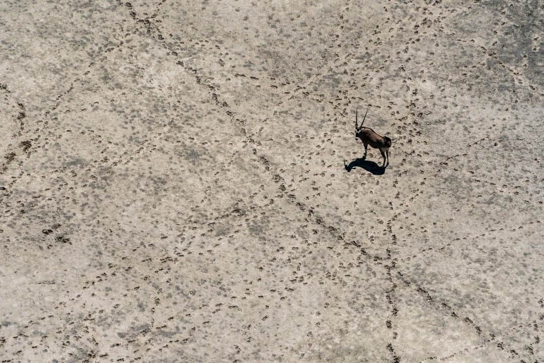 ナショナルジオグラフィックのインスタグラム