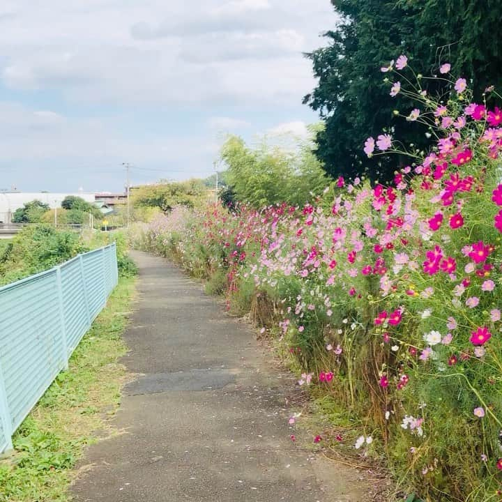 金田久美子のインスタグラム：「コスモス満開！ #秋桜 #コスモス街道  #秋雲 #気持ちいい」