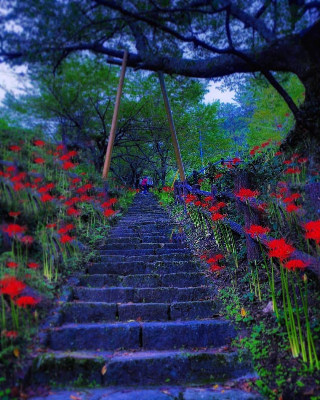 のインスタグラム：「奈良県宇陀市#佛隆寺  Location Nara Japan    2020年9月22日    　  #神社仏閣　 #寺院仏閣　 #寺社仏閣  #美しい日本　 #日本庭園  #曼珠沙華  #彼岸花  #じゃらん花畑  #花のある風景  #わたしは奈良派  #奈良県景観資産  #こころから  #タビジェニ　 #日本ツアーズ　 #flower_captures  #japan_bestpic_  #top_favorite_shots  #inspring_shot #beautiful_kansai #japanesetemple  #japanesegarden  #loves_united_japan  #jalan_travel  #otonatabi_japan  #igbest_shots  #flower_special_  #flower_igers  #allthingsofbeauty_」