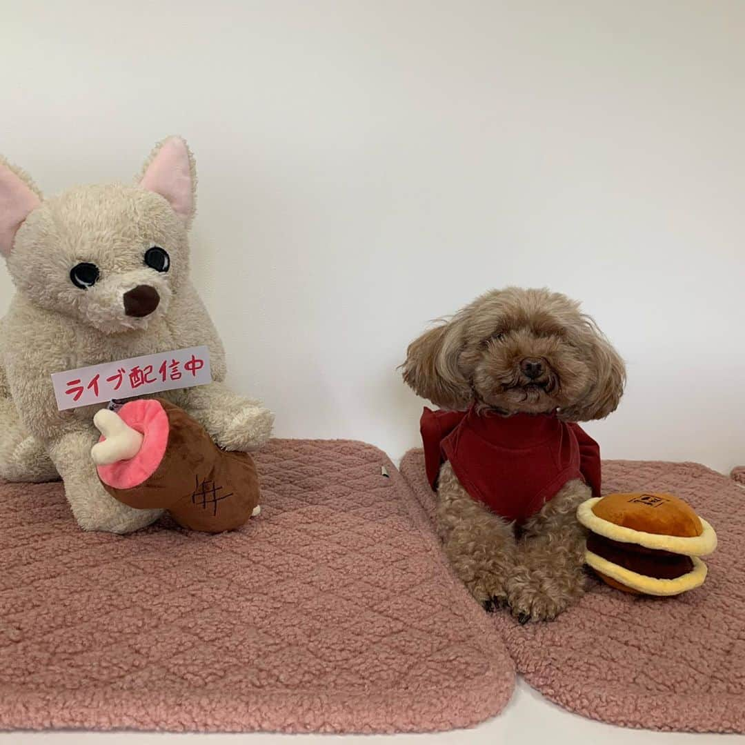 iDog&iCatさんのインスタグラム写真 - (iDog&iCatInstagram)「先日の配信時のアイカとお友達のぬいぐるみ🐶 アイちゃん、とってもお利口でした😊💓  #idogicat #idog #icat #社犬アイカ #プードル #トリミング前なので #モサモサです #いぬぬい #結構大きい」10月7日 17時30分 - idogicat