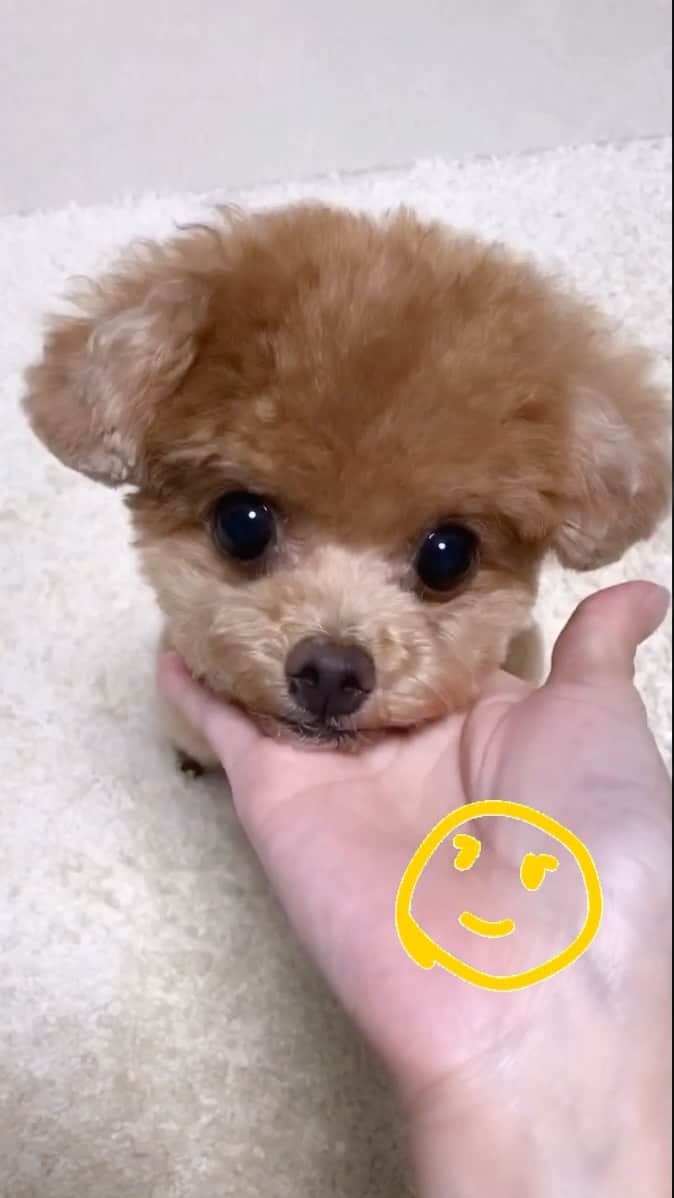 ふわのインスタグラム：「親バカ動画☺︎  #toypoodle#toypoodlegram#dogsofinstagram#doglover#doglife#instadog#dog#fuwamama#ふわもこのふわ#ふわ#トイプードル#ふわもこ部#犬バカ部#親バカ部#いぬすたぐらむ#犬のいる暮らし」