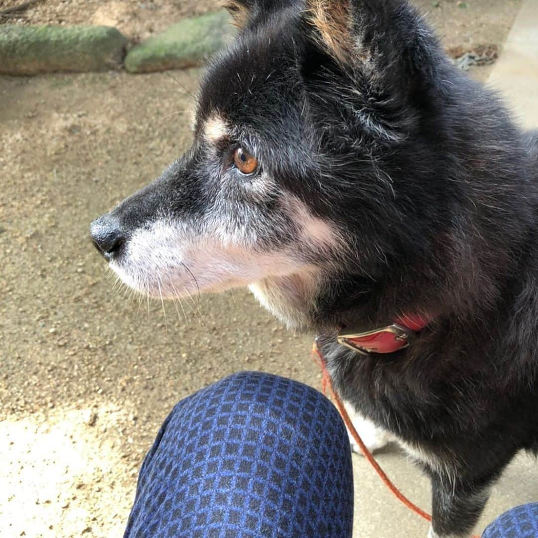 光浦靖子さんのインスタグラム写真 - (光浦靖子Instagram)「タロ子　夏にバテてたが復活。  実家の狂犬の老犬の女の子。ボール遊びが好きでボールを投げると喜んでキャッチします。もう一回やろうか？と、ちょうだいと手を出すと、噛もうとします。家族からしたら可愛いです。この夏、水も飲めないほどマジ弱りでした。」10月7日 17時45分 - yasukomitsuura