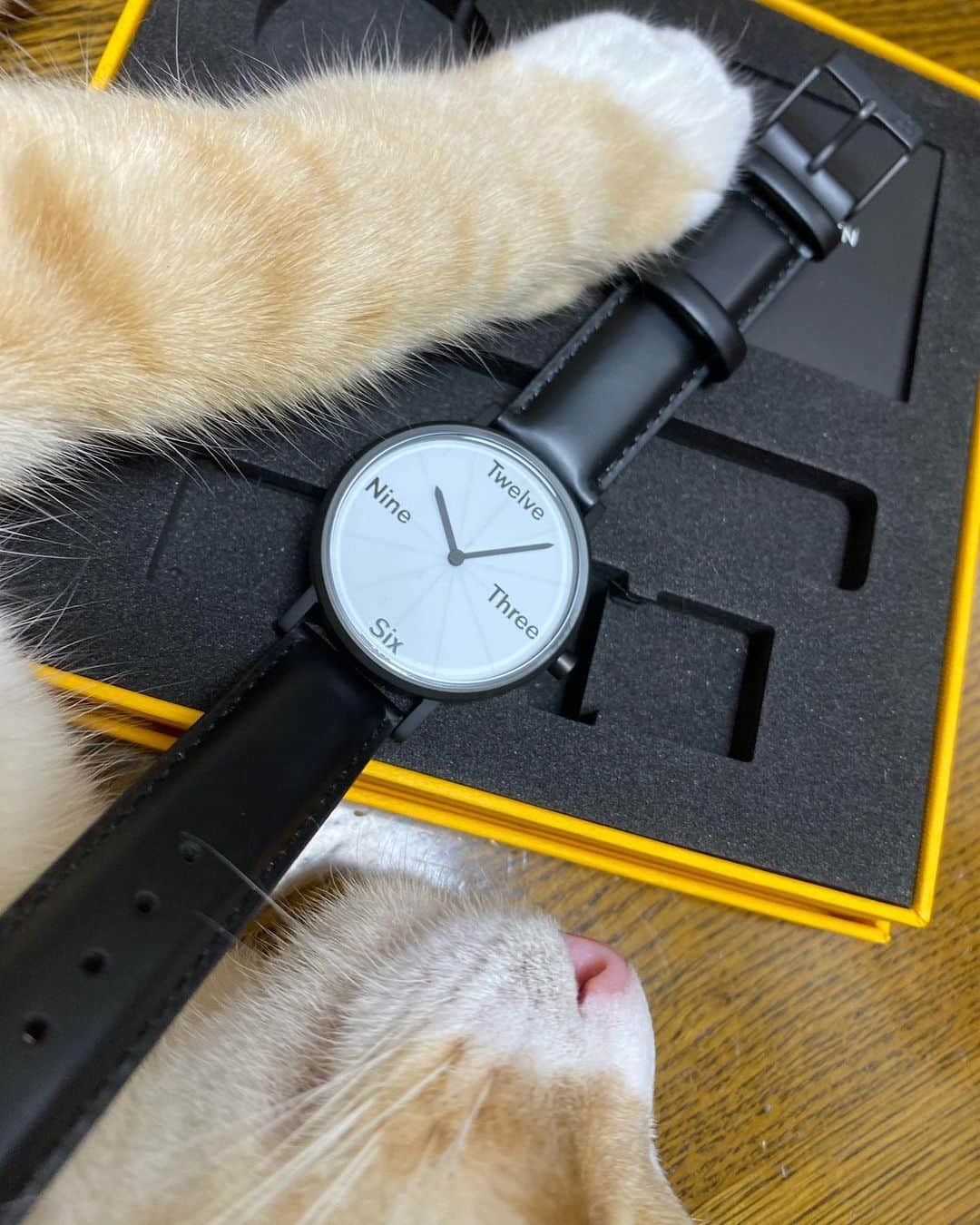 midoriさんのインスタグラム写真 - (midoriInstagram)「. . 猫の鼻先って可愛い〜❤️❤️. . . こちらの時計は、日本初上陸の腕時計ブランド . LARSEN & ERIKSEN です❤️. . . こちらの商品は、B:MING by BEAMS様限定発売の【NUMBERS】シリーズのNUMBER3という商品です⌚︎. . .  すべてのアイテムにシリアルナンバーが刻印されていて、二つとして同じものが存在しない「特別」なアイテムです✨. . . 是非、@larseneriksen_jp さん、覗いてみて下さい🙏✨. . .  #ラーセンアンドエリクセン #larsenanderiksen #larseneriksen #腕時計 #時計 #手元俱楽部 #北欧  #デンマーク発  【NUMBERS】は、B:MING by BEAMSのみで取扱いしています。. . .  B:MING by BEAMSは、 ⭐︎ららぽーとTOKYO-BAY店 ⭐︎横浜ポルタ店 ⭐︎SAKURA MACHI 熊本店 ⭐︎新静岡セノバ店 ⭐︎ルクア イーレ店 ⭐︎公式オンラインストア . のみの取り扱いとなっています🙏✨. . .  #nyancon01 #rakutenpet #ねこ#猫#ねこすたぐらむ #にゃんこ #にゃんすたぐらむ#猫好きな人と繋がりたい  #にゃんだふるらいふ  #みんねこ#ピクネコ#ペコねこ部#ねこ部 #catstagram#cats_of_instagram#catsofinstagram#petsofinstagram#pet#meow#cutepetclub」10月7日 17時41分 - midorinotanbo