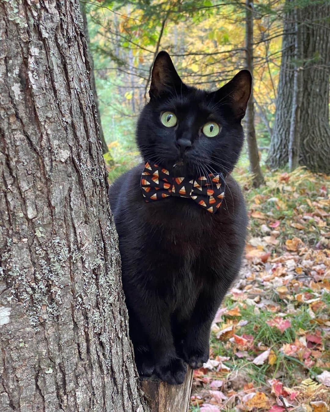 Aww Clubさんのインスタグラム写真 - (Aww ClubInstagram)「Is that candy corn for me?! ⠀ ⠀ 📷@blackcattrails⠀ ⠀ #meowed #blackcattrails #blackcat #spookyoctoberwithmanny #halloween #halloween2020」10月7日 18時00分 - meowed