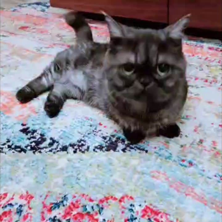 のインスタグラム：「お皿にキャットフードがもうなくて 我慢できず、犬のご飯を一粒盗んで食べてました、笑  #こしあん #こしあん先生  #マンチカン #ねこと暮らす #ねこ #にゃんすた #短足ちゃん🐾 #家族 #ペット #にゃんすたグラム　#ねこのきもち #manchikan #cat #cats_of_instagram #family #pet #animal #love」